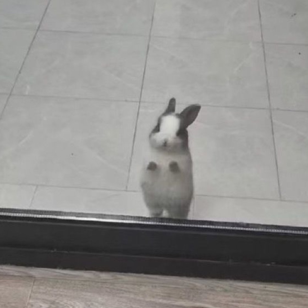 Meet your Posher, Riley